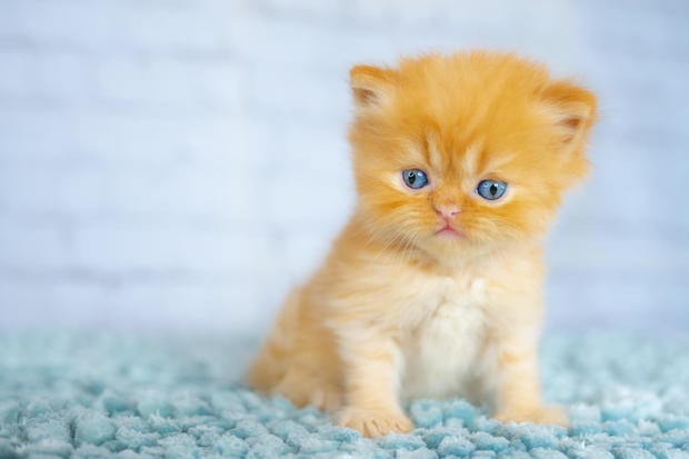 Ginger Little Kitty 
