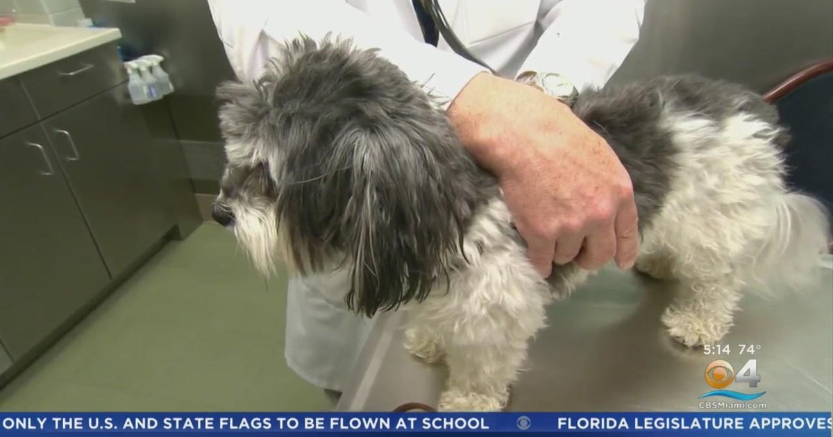 It is really canine flu year, protect your pet