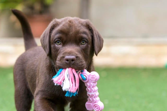 how much is pet insurance for a labrador puppy