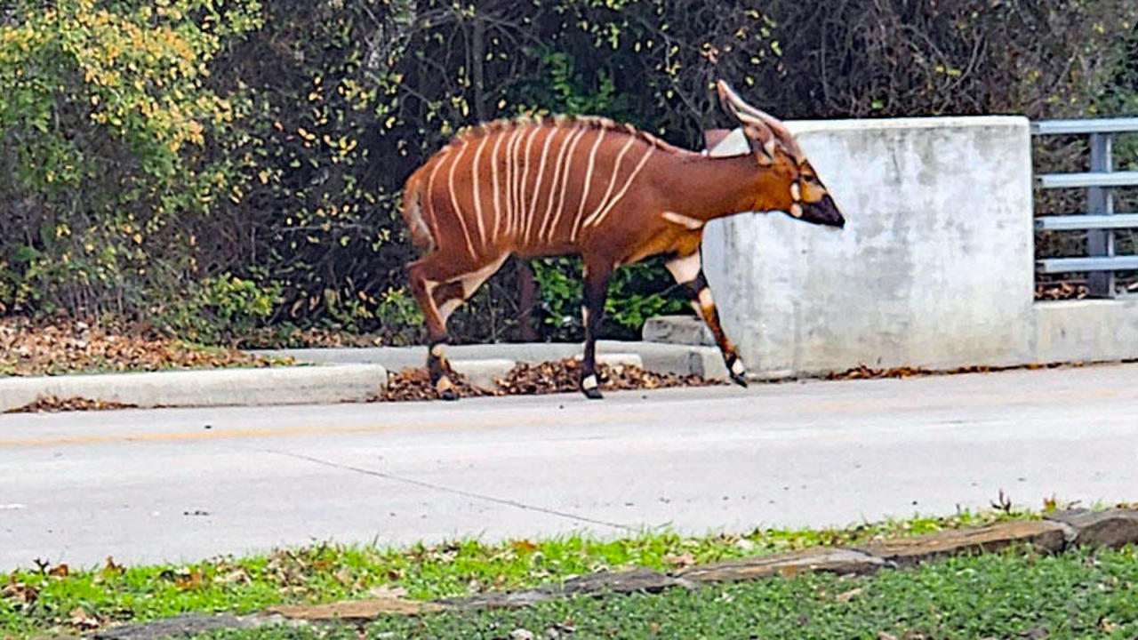 One of world's most endangered animals, Bongo antelope breaks out of Fort  Worth Zoo - CBS Texas