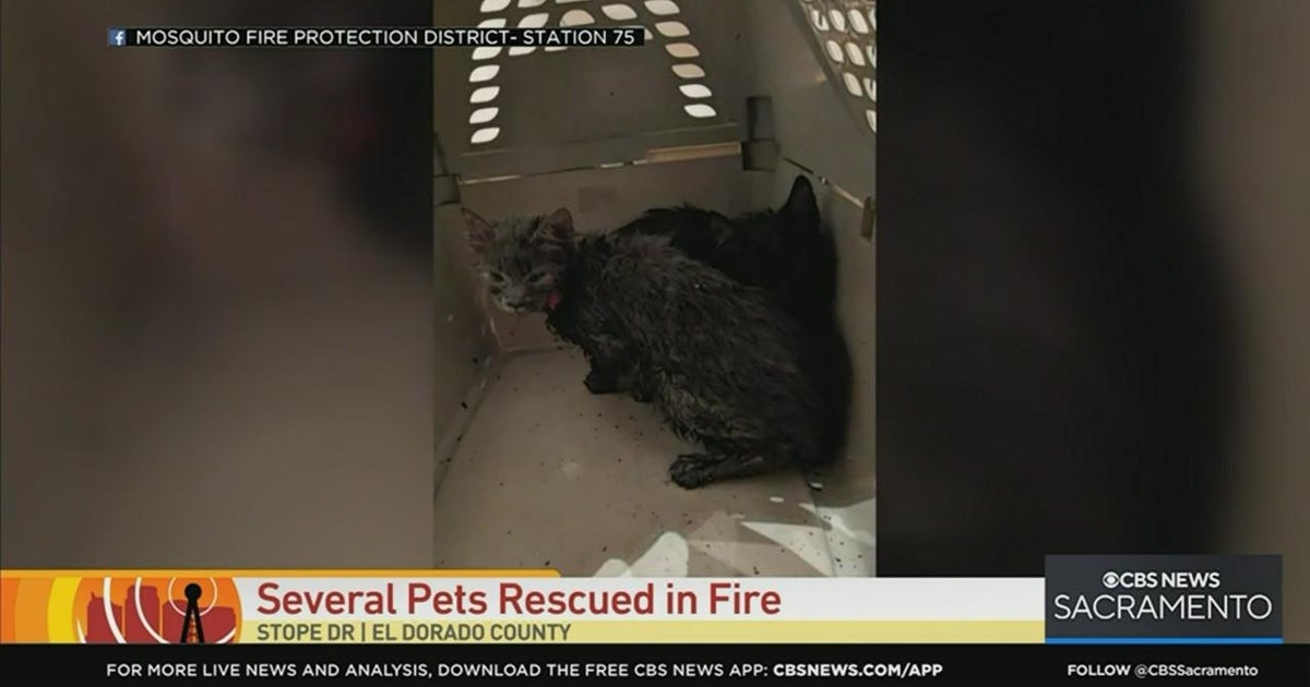 Several pets rescued in fire at El Dorado County home