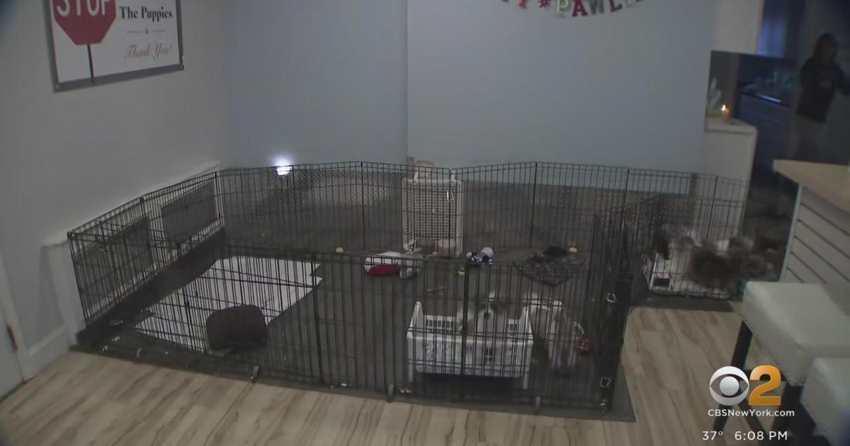 Gov. Hochul signs legislation to end puppy mill pipeline CBS New York