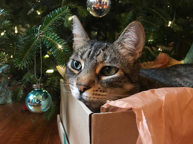 Cat in a Box under a Christmas Tree 