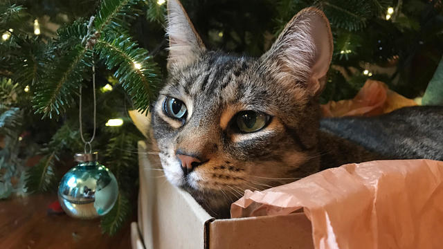Cat in a Box under a Christmas Tree 