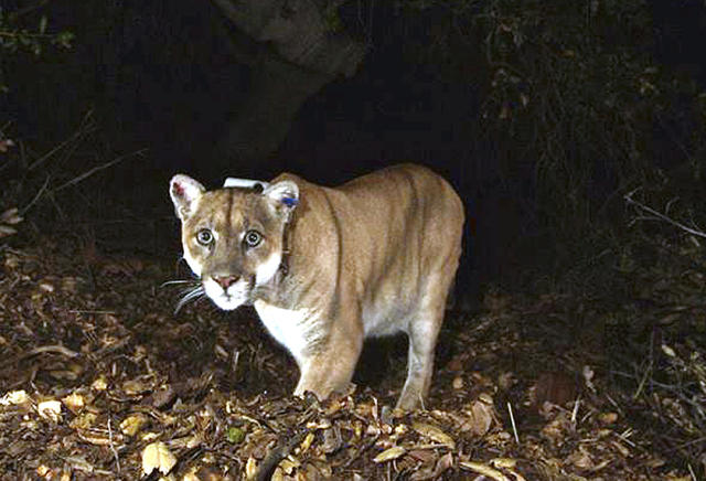 Famed mountain lion P-22 buried in secret location in California - CBS News