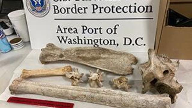 U.S. Customs and Border Protection agriculture specialists found giraffe and zebra bones from Kenya in a Virginia woman's baggage. 