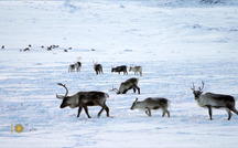 Extended Nature Video: Reindeer in Finland 