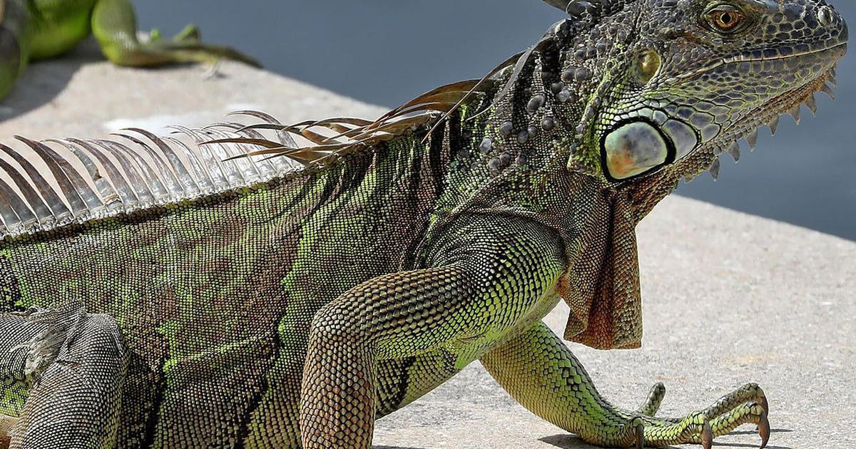 Florida’s iguana invasion is obtaining worse