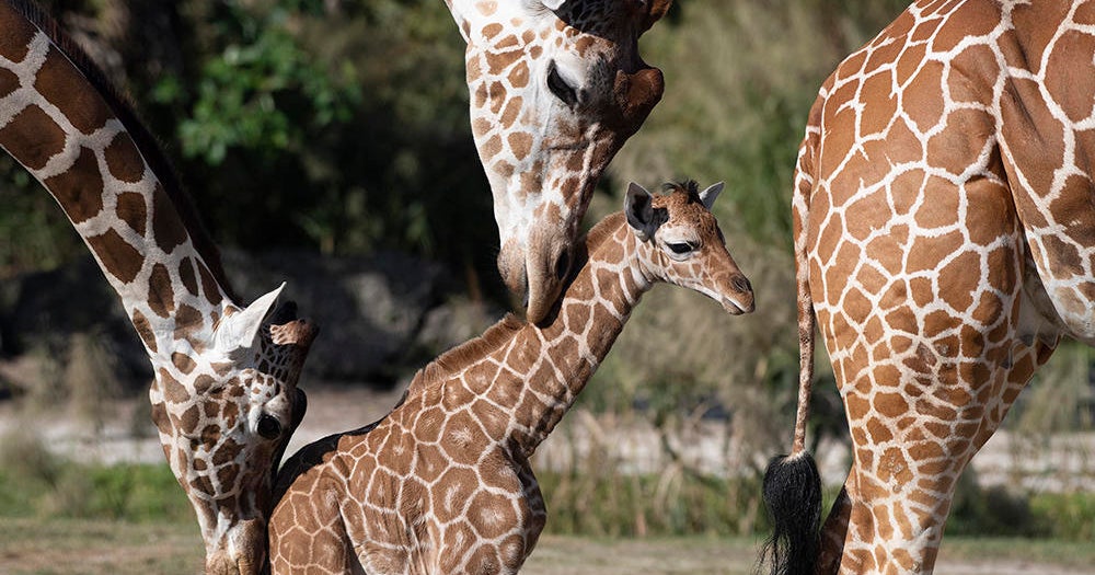 Giraffe born at Zoo Miami makes exhibit debut