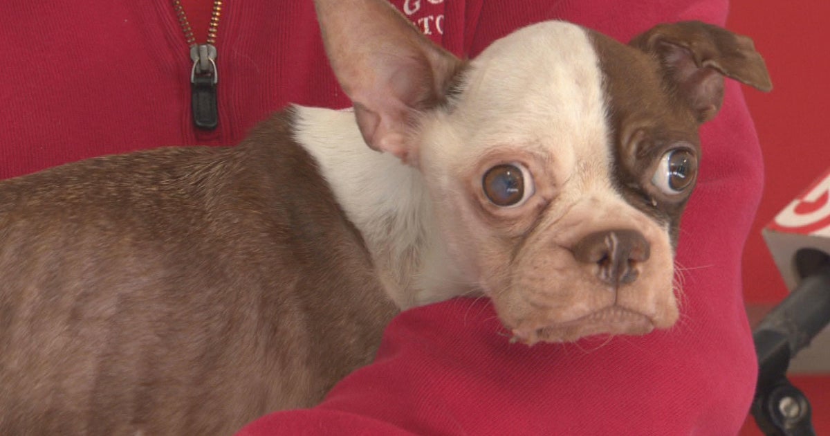 "Severe neglect" 18 malnourished dogs rescued from Malden home CBS
