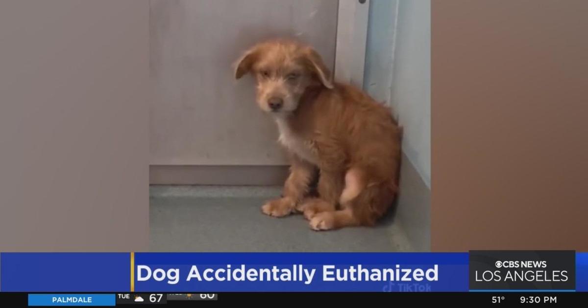 3-month-old puppy accidentally euthanized at Baldwin Park Animal Care Center