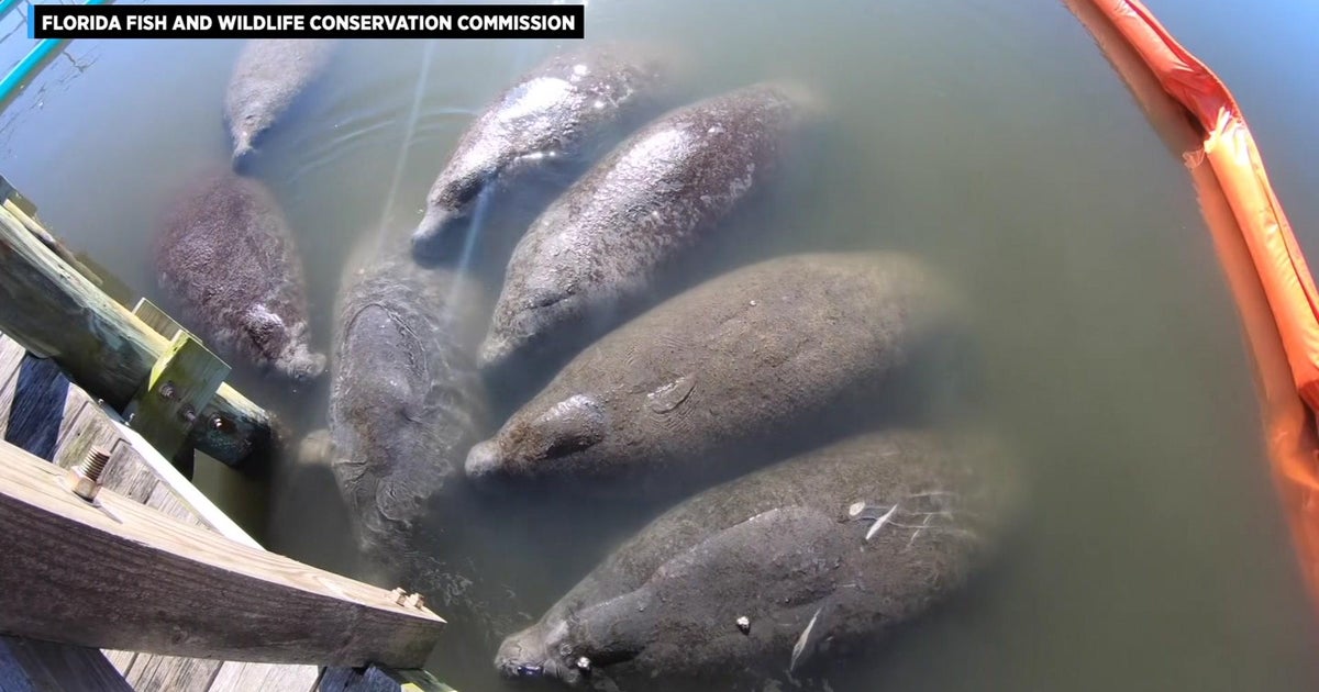 Local wildlife officials taking charge on manatee protection - CBS Miami