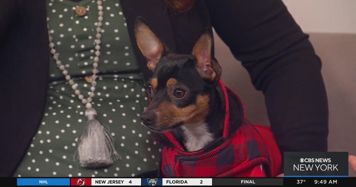 Furry Friend Finder: Rasha - CBS New York
