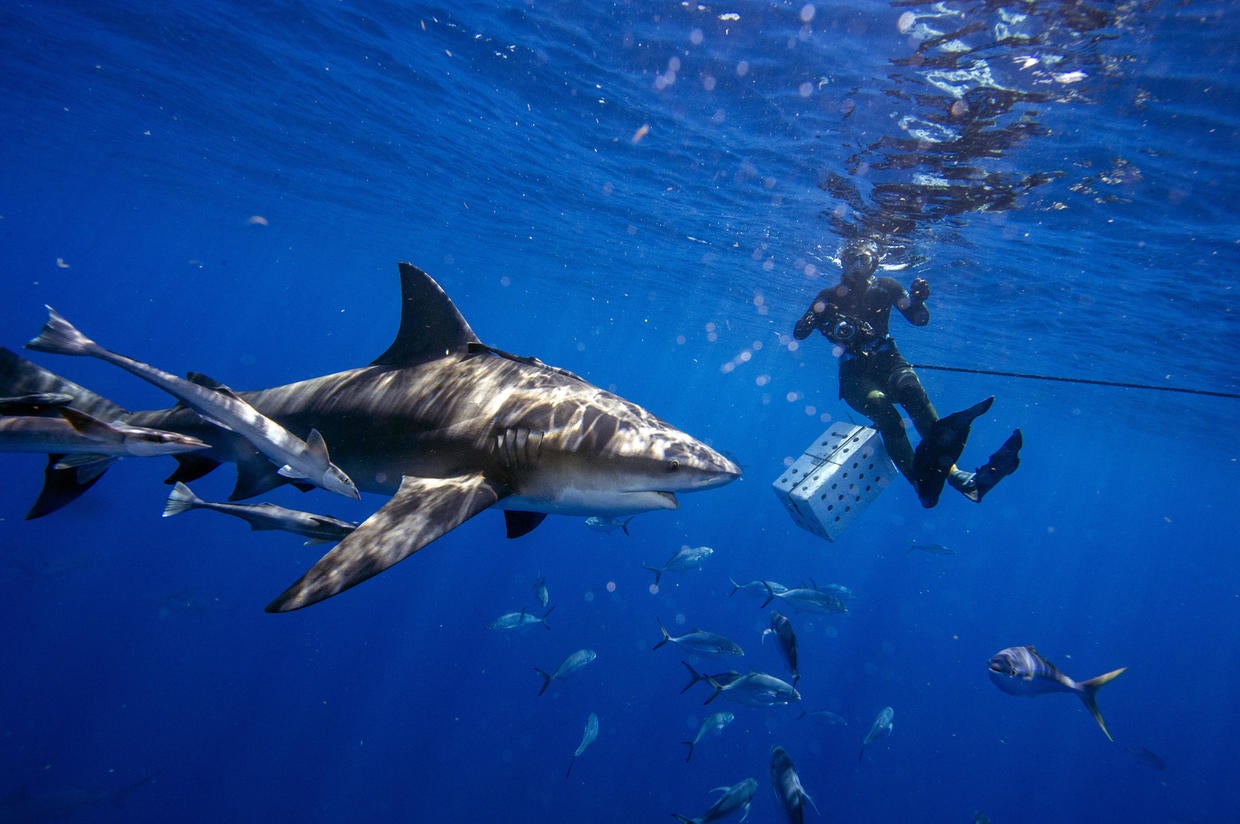 Scared of a shark attack? Here's what experts want you to know. - CBS News