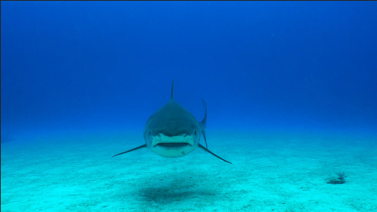Scared of a shark attack? Here's what experts want you to know. - CBS News