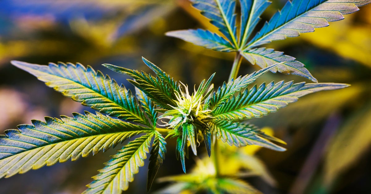 The future of medical marijuana in Minnesota The future of medical marijuana in Minnesota