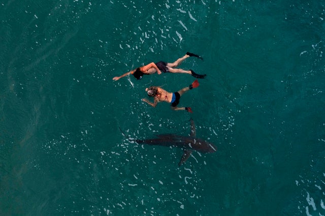ISRAEL-MEDITERRANEAN-SANDBAR-SHARK