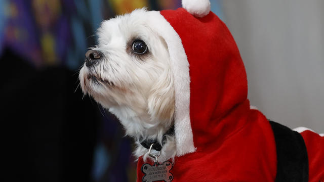 Dressed pets due to cold weather in Antalya 