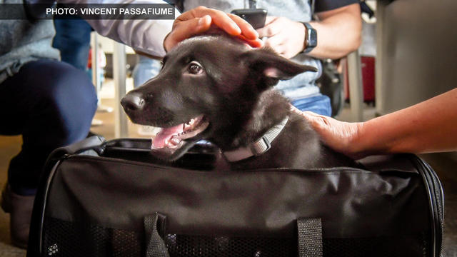 Dog left behind by departing passenger at SFO adopted by pilot - CBS San Francisco