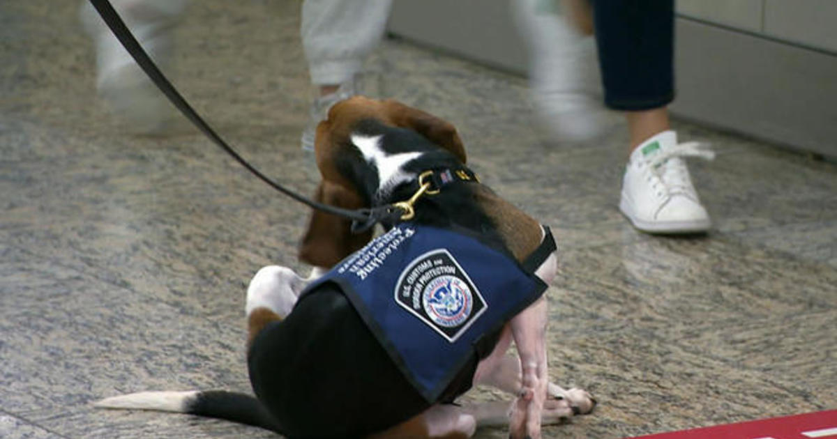 Beagles bust food smugglers in Atlanta airport