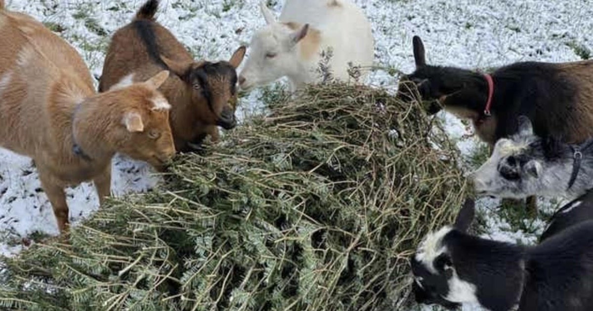 Goats at local farms are ready to munch on your Christmas tree - Vimarsana News