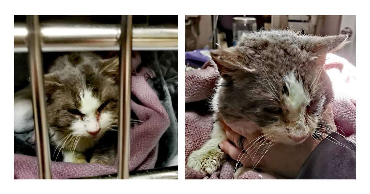 Cat rescued after located frozen to the floor in Michigan