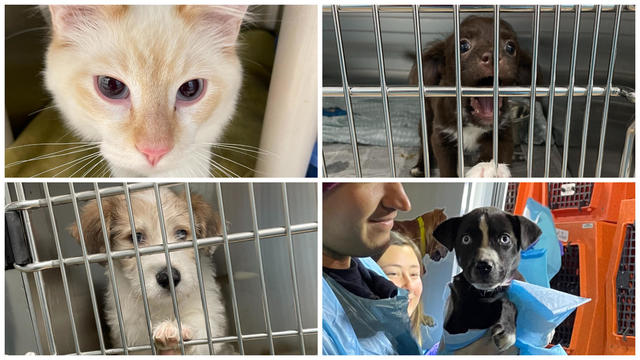 23 dogs, 16 cats from overcrowded shelters to be put up for adoption in  Massachusetts - CBS Boston