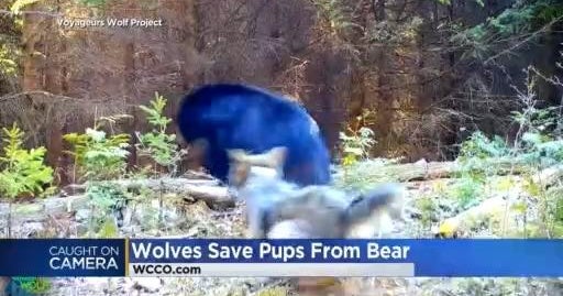 WOLVES ON TRAIL CAM visual data 4