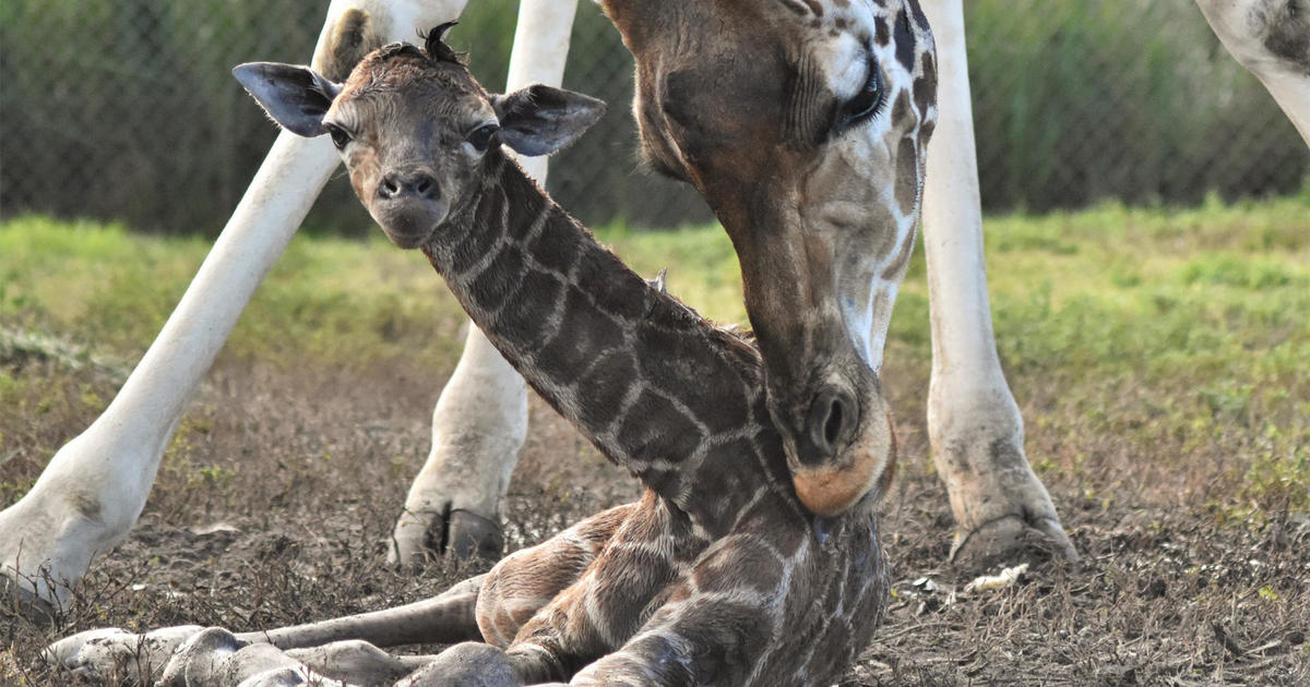 Lion Region Safari welcomes giraffe toddler