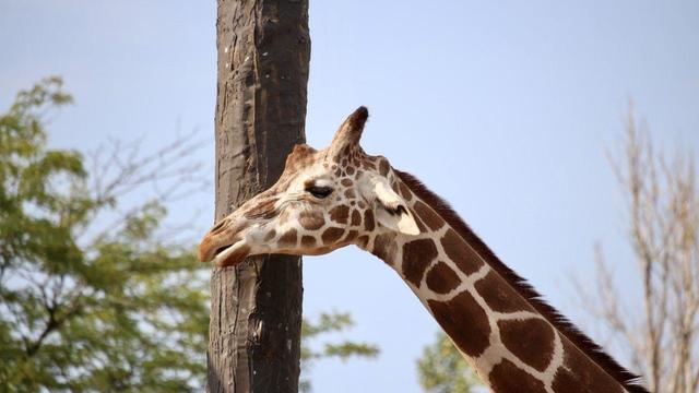 etana-giraffe-2.jpg 