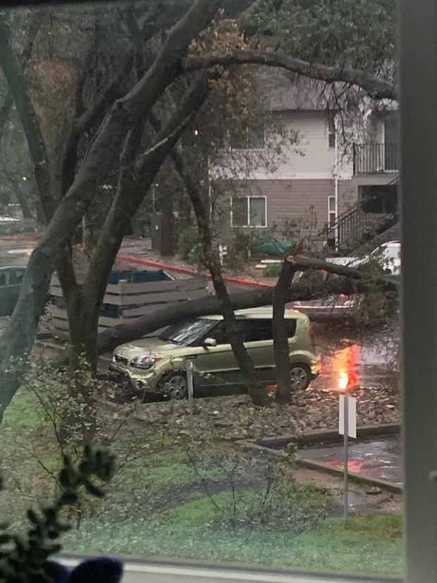 Tree on vehicle in Citrus Heights 