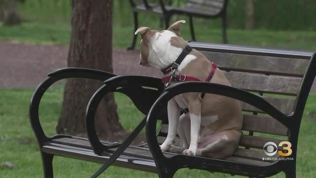 cbs3-pet-project-how-to-keep-your-dog-entertained-while-you-are-gone.jpg 