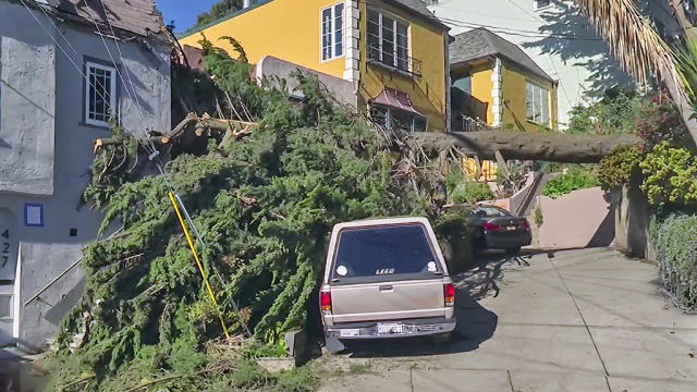 Storm Damage in S.F. 