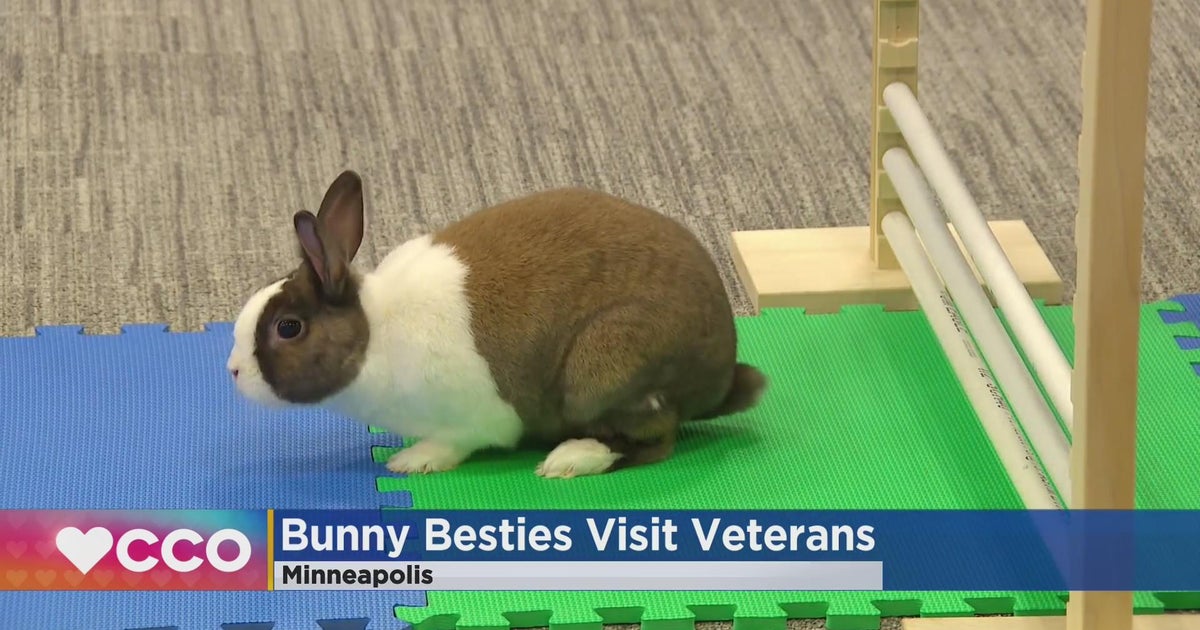 Bunnies visit Minnesota veterans - CBS Minnesota