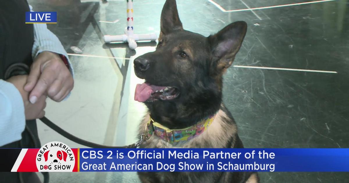 Previewing the Great American Dog Show in Schaumburg CBS Chicago
