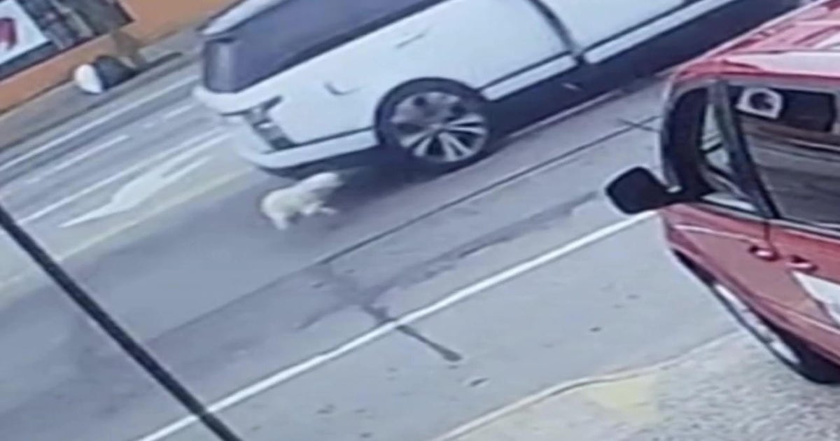 Pet dog may lose limb after being dragged by stolen SUV in Nassau