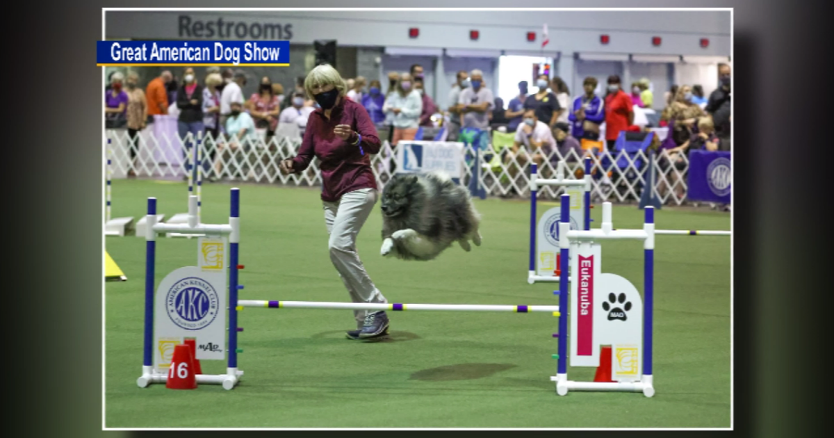 Great American Dog Show comes to Schaumburg this weekend CBS Chicago