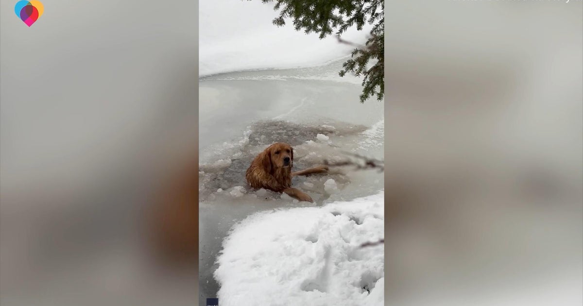 Family rescues dog stuck in frozen lake CBS News