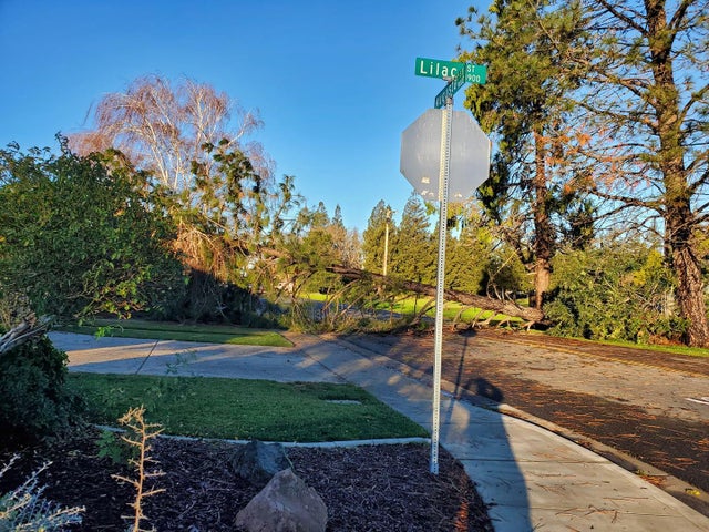 downed tree blocked road in Woodbridge 