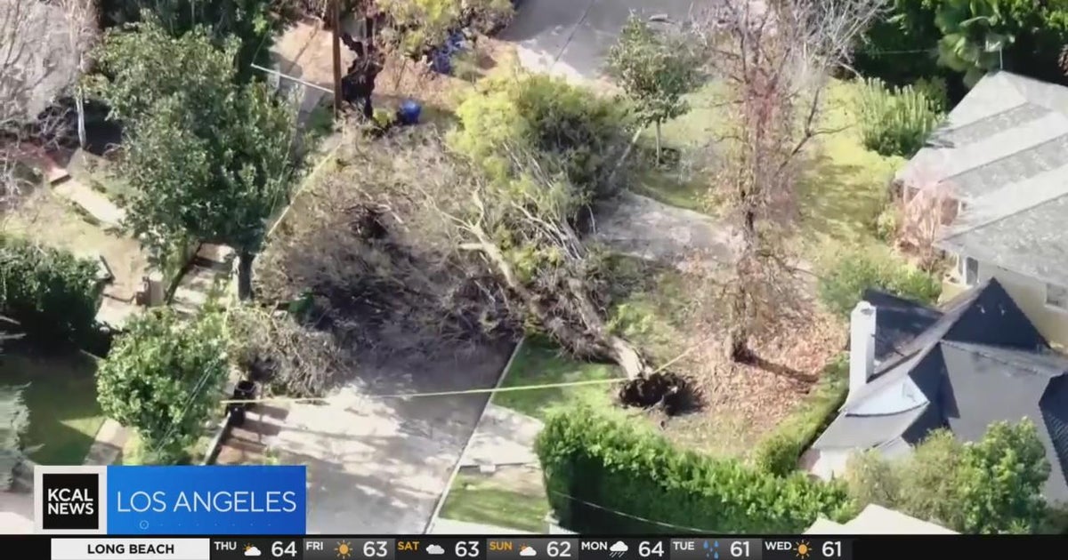 Heavy rain causes number of downed trees throughout Southland - CBS Los ...