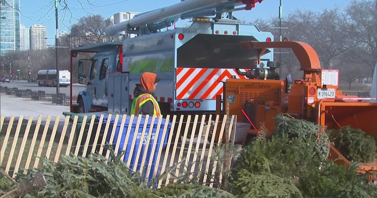 Chicago parks hosting Christmas tree recycling CBS Chicago