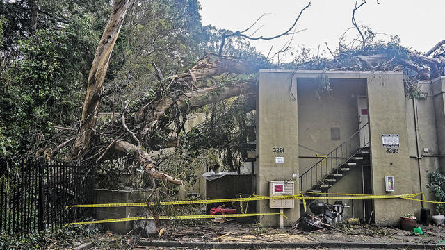 Tree Hits Oakland Apartments 