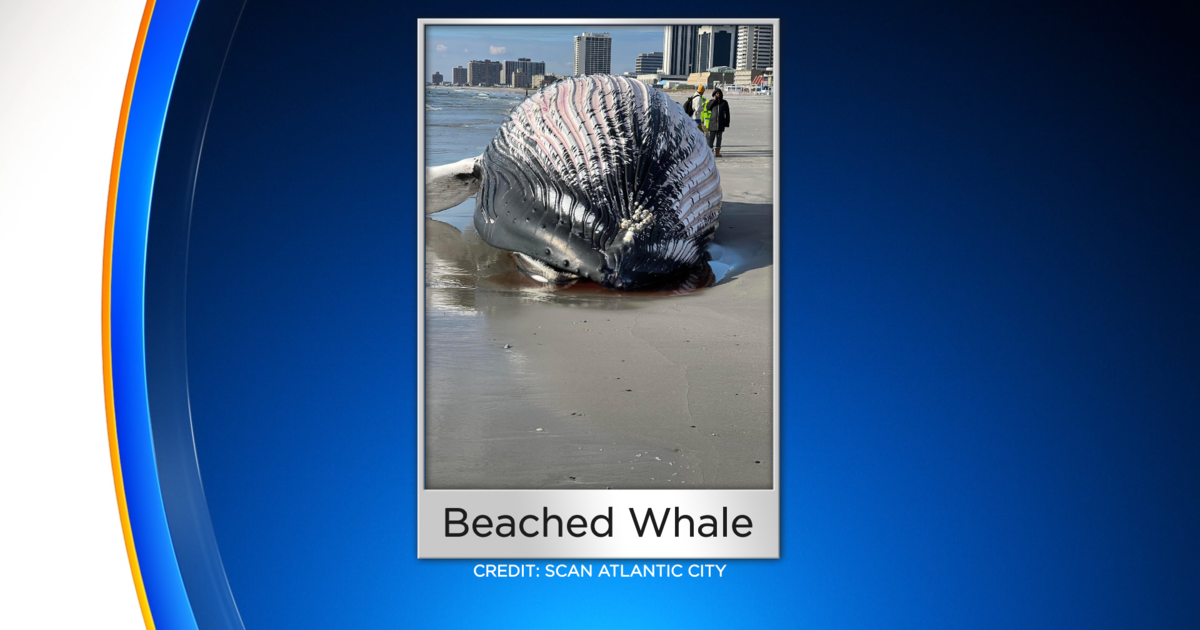 Beached whale found near Boardwalk Hall in Atlantic City - CBS Philadelphia