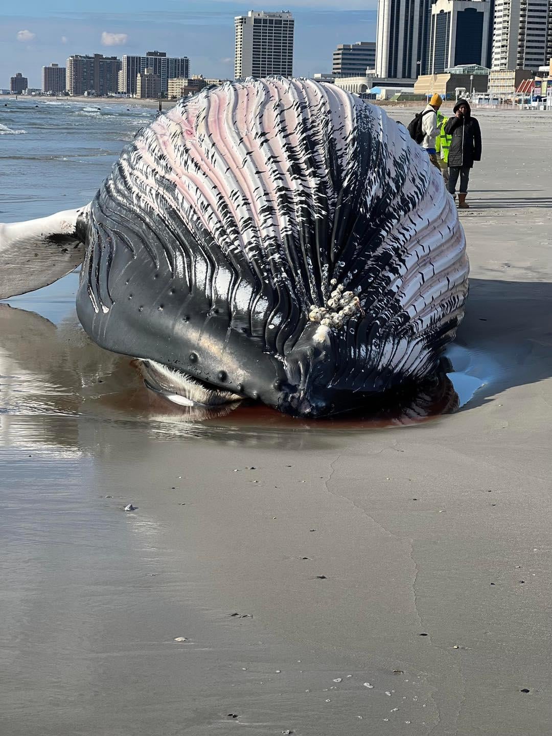 Beached whale in atlantic city near boardwalk hall