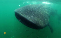 Extended Nature Video: Whale sharks off Cancun 