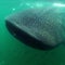Nature: Whale sharks off Cancun