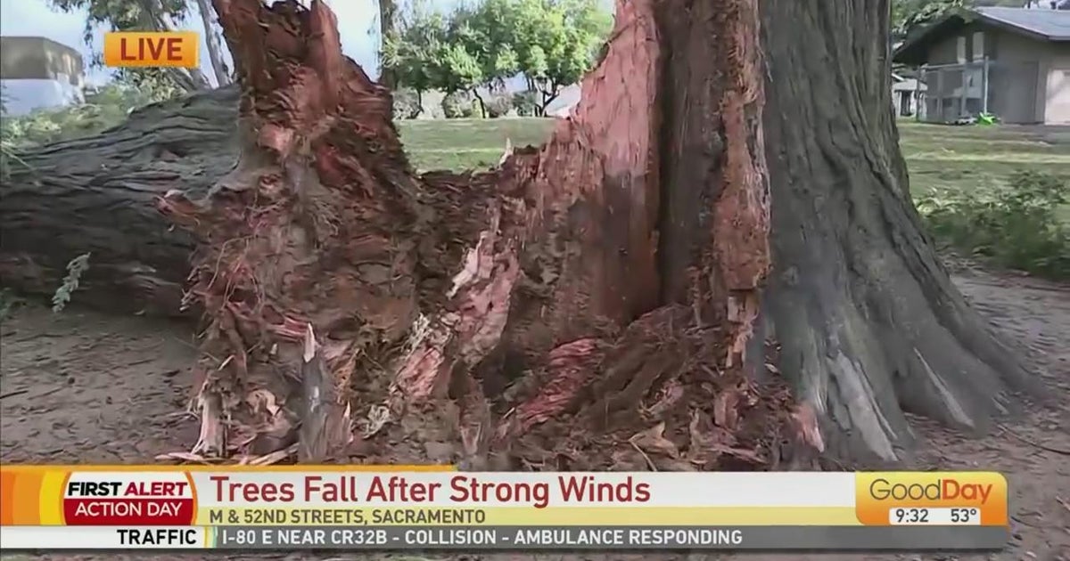 Winds knock down large tree at East Portal Park in Sacramento
