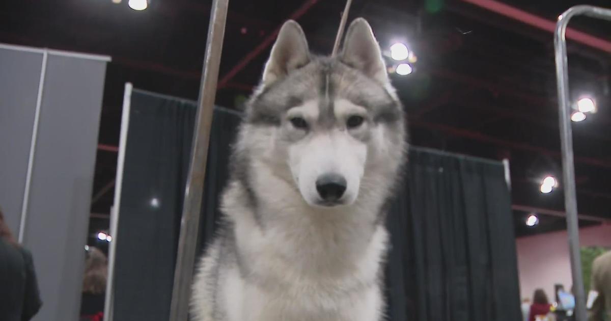 Great American Dog Show brings 200 breeds to Schaumburg CBS Chicago