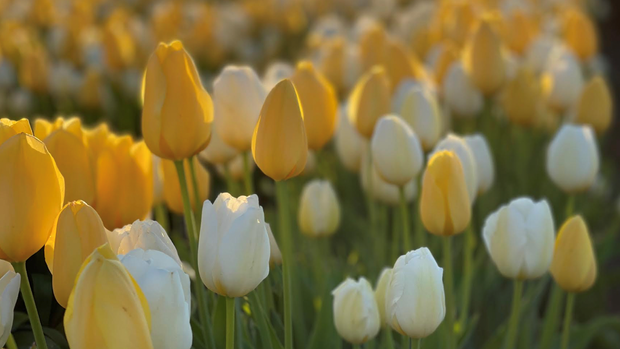 Ethan's Smile tulips 