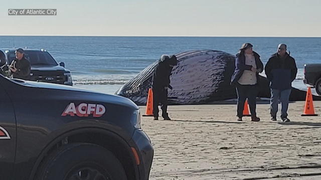 beached-whale-ac.jpg 